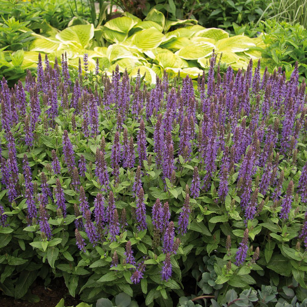 Salvia nemorosa Sensation Deep Blue - Woodland Sage