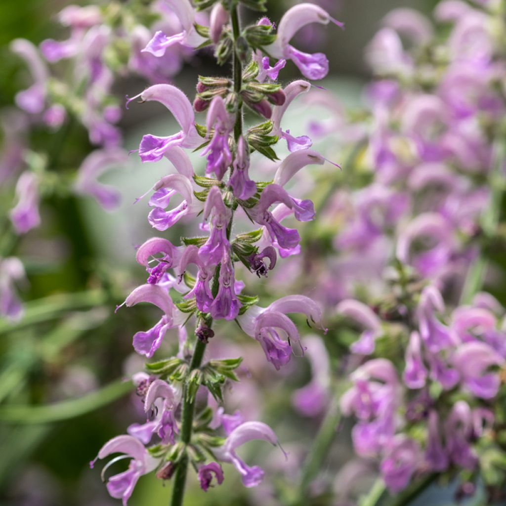 Salvia nemorosa Sensation Rose - Woodland Sage