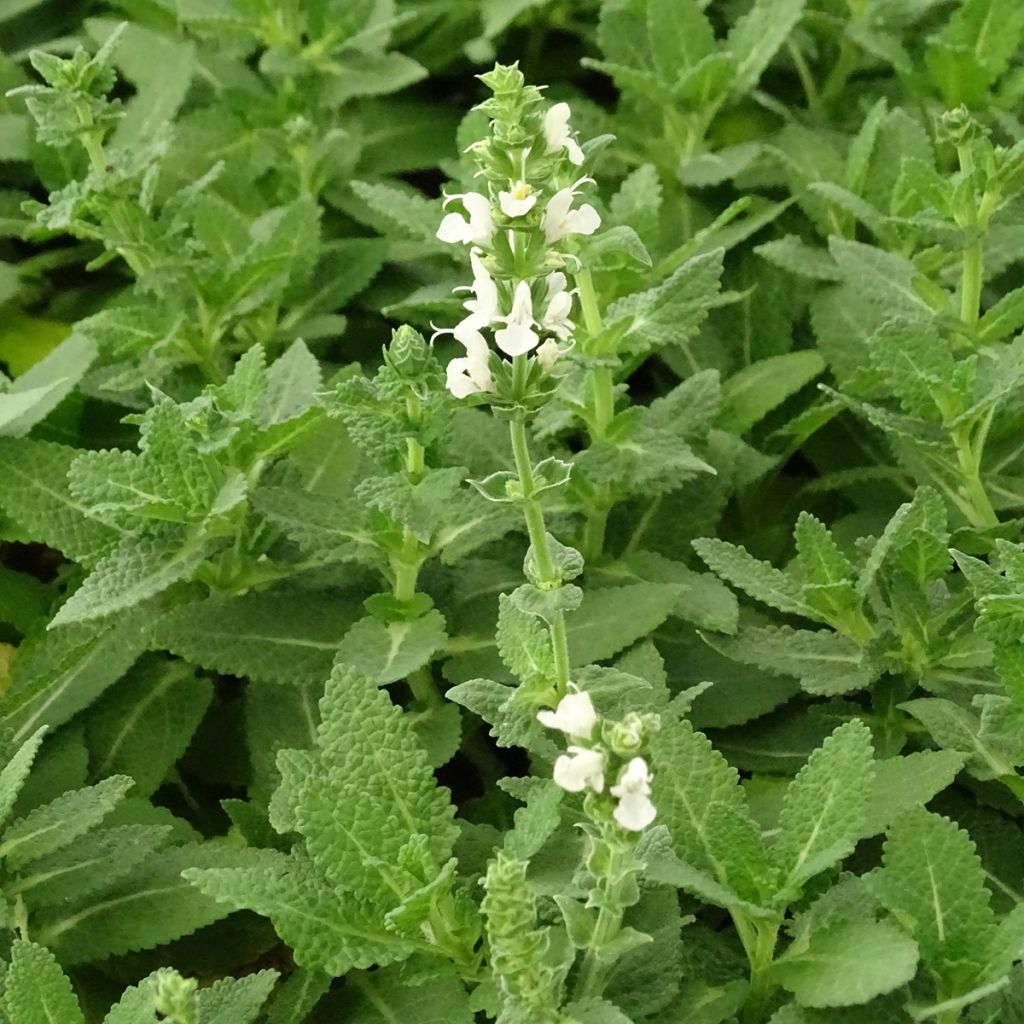 Salvia nemorosa Sensation White - Woodland Sage