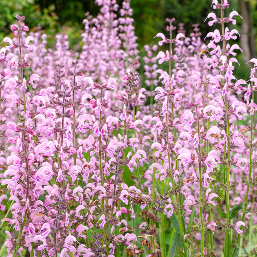 Salvia pratensis Eveline - Meadow Sage