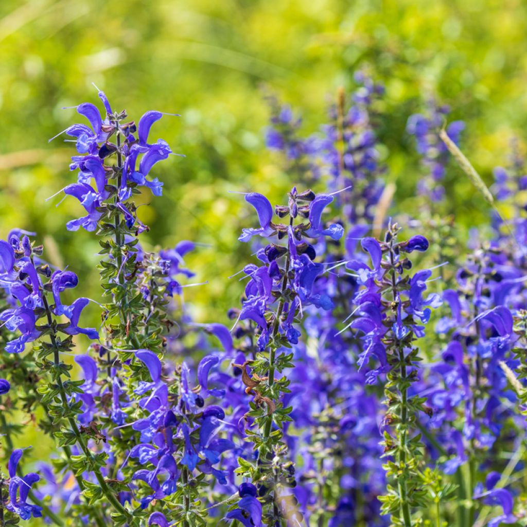 Salvia pratensis - Meadow Sage