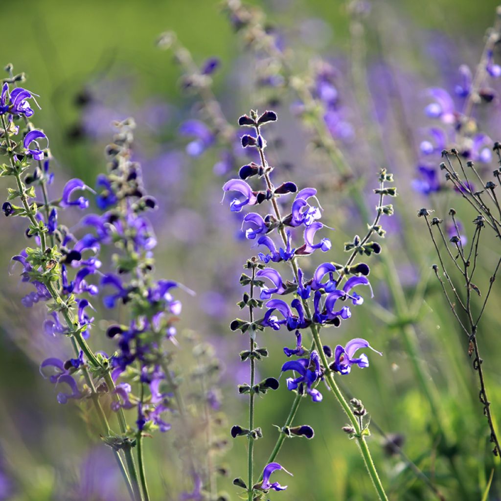 Salvia pratensis - Meadow Sage