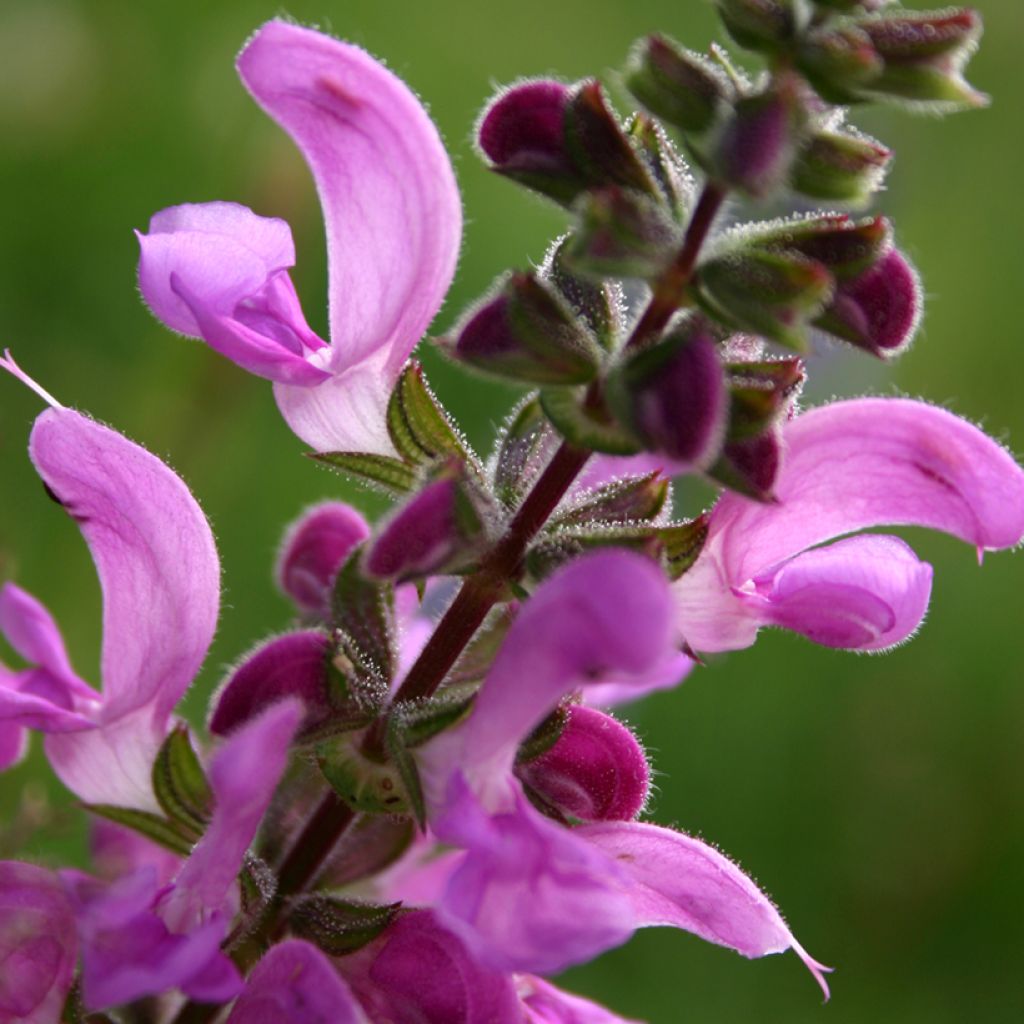 Salvia pratensis Sweet Esmeralda - Perennial Meadow Sage with magenta ...