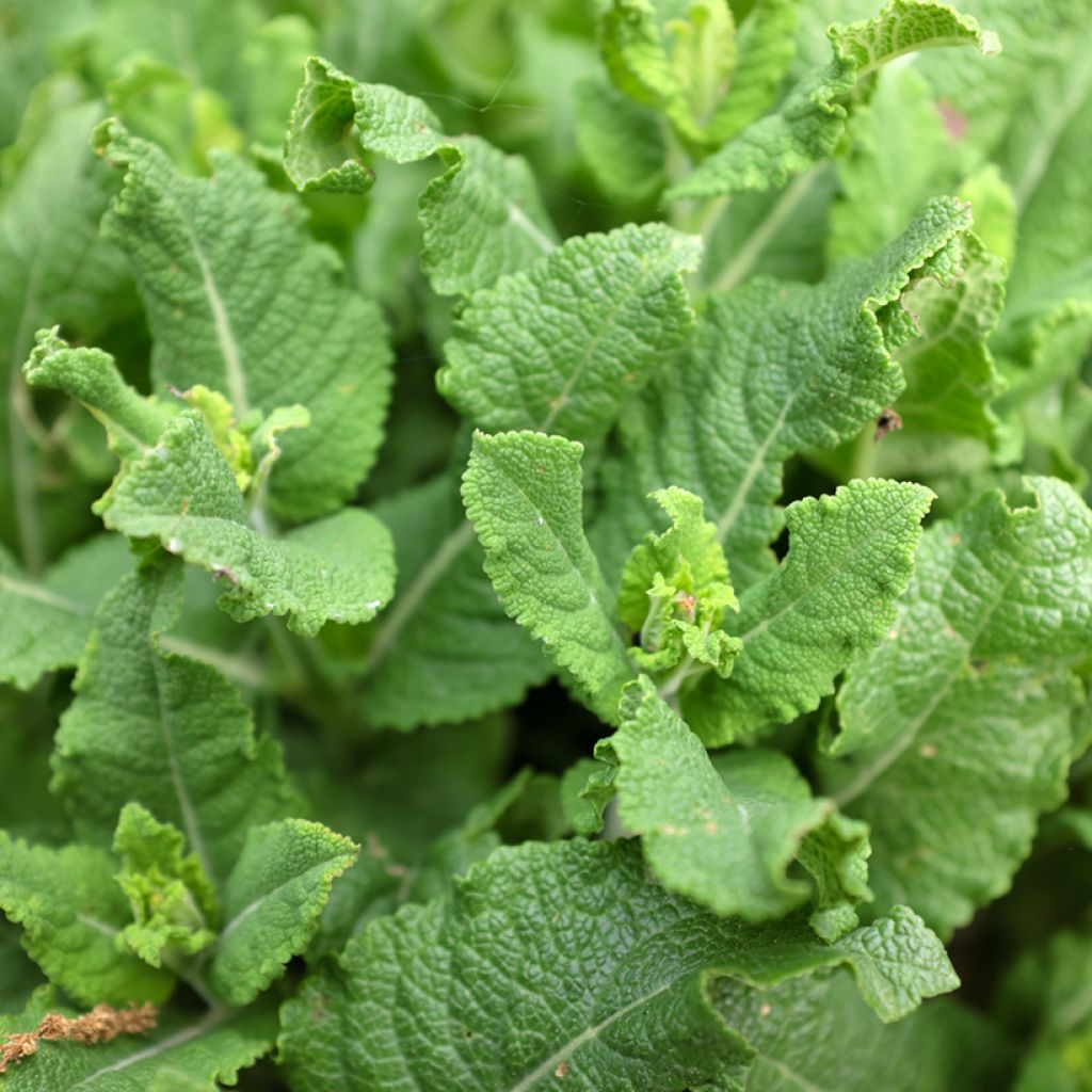 Salvia pratensis Sweet Esmeralda - Meadow Sage