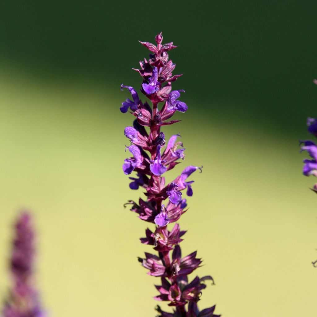 Salvia superba Queen of the Blues