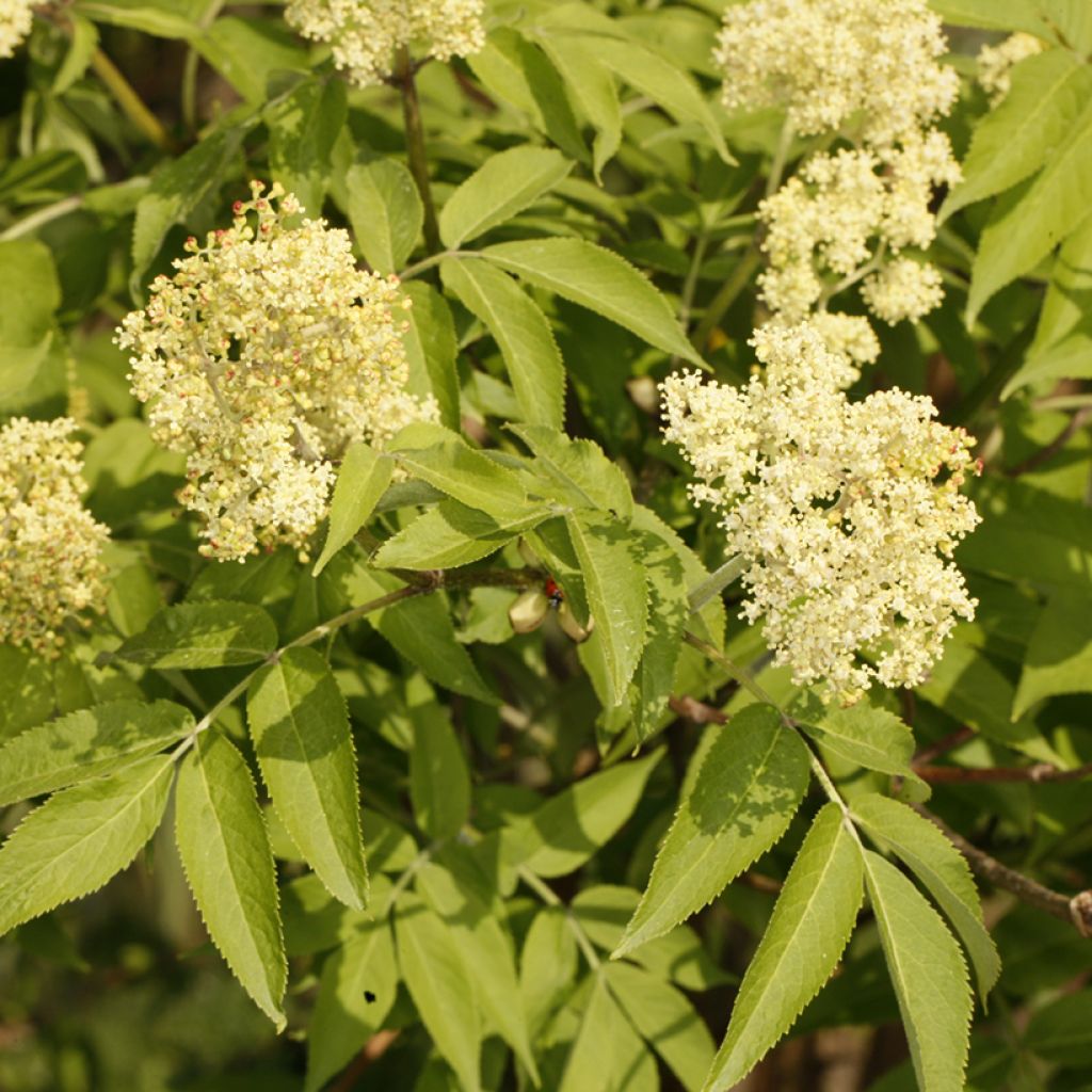 Sambucus miquelii - Elder