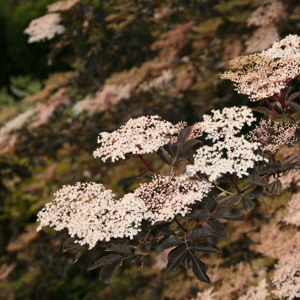 Sambucus nigra Guincho Purple - Black Elder