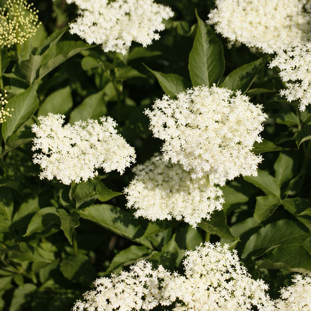  Sambucus nigra Obelisk - Elder