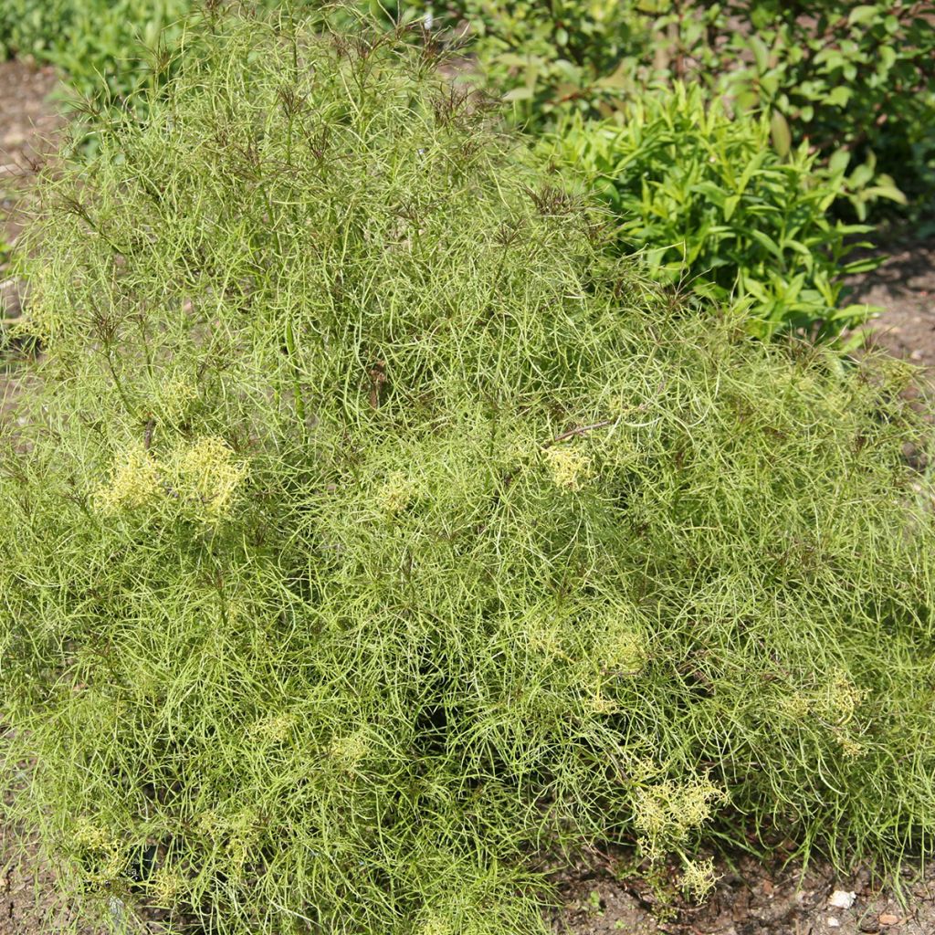 Sambucus racemosa Tenuifolia - European Red Elder