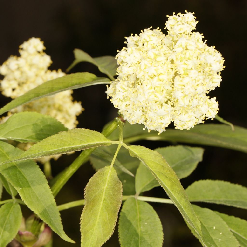 Sambucus tigranii 