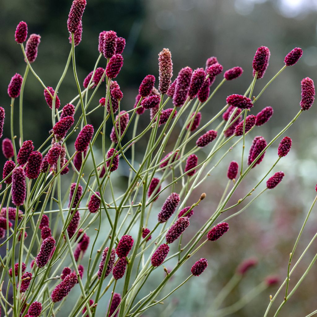 Sanguisorba tenuifolia Cangshan Cranberry