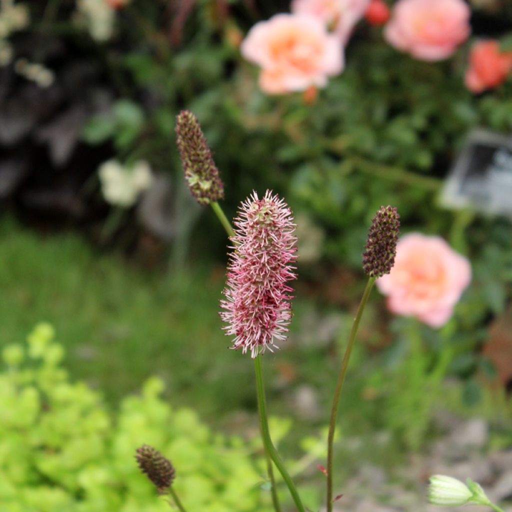 Sanguisorba menziesii