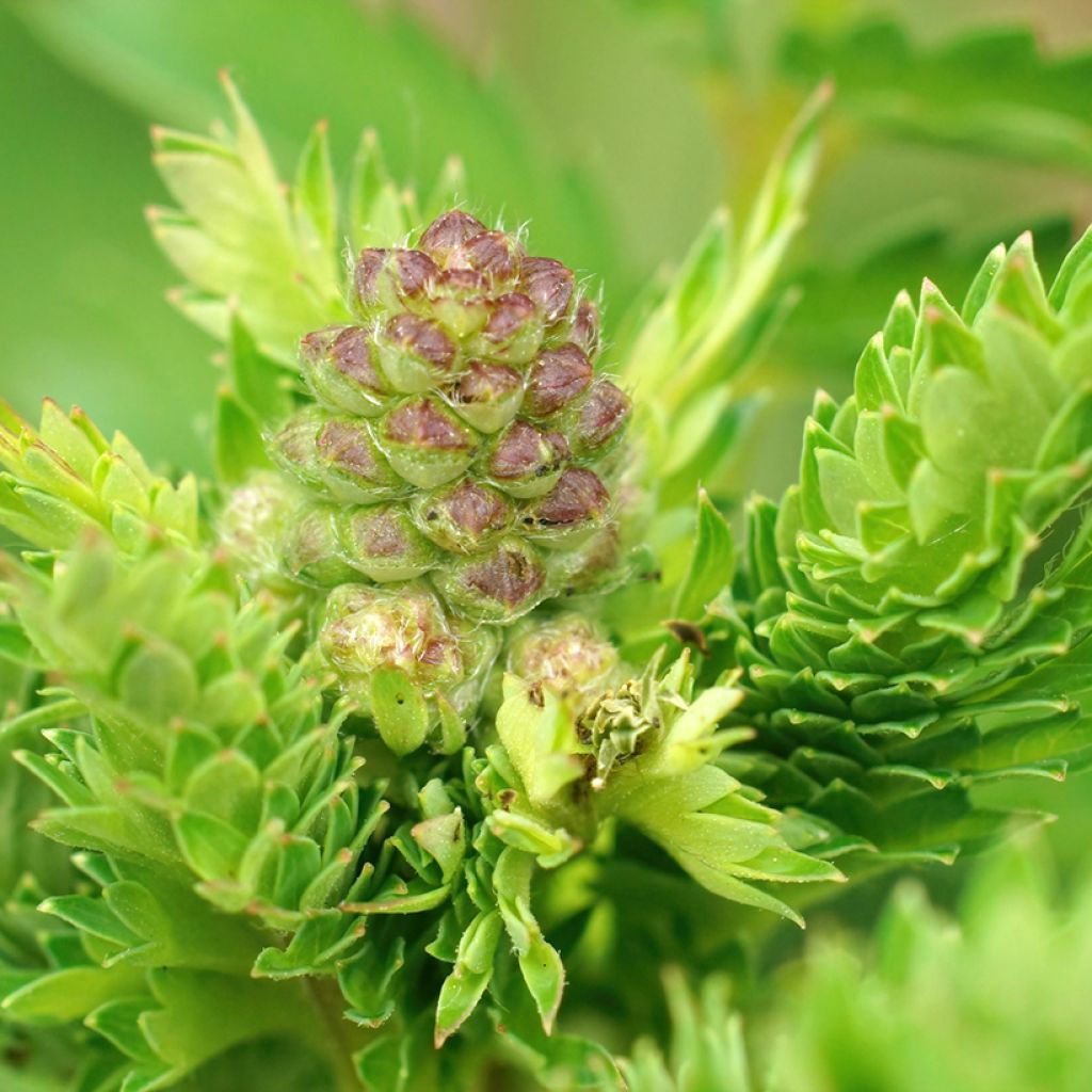 Sanguisorba minor