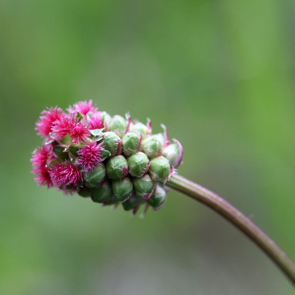 Sanguisorba minor