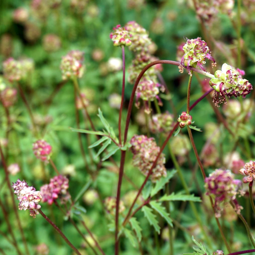 Sanguisorba minor