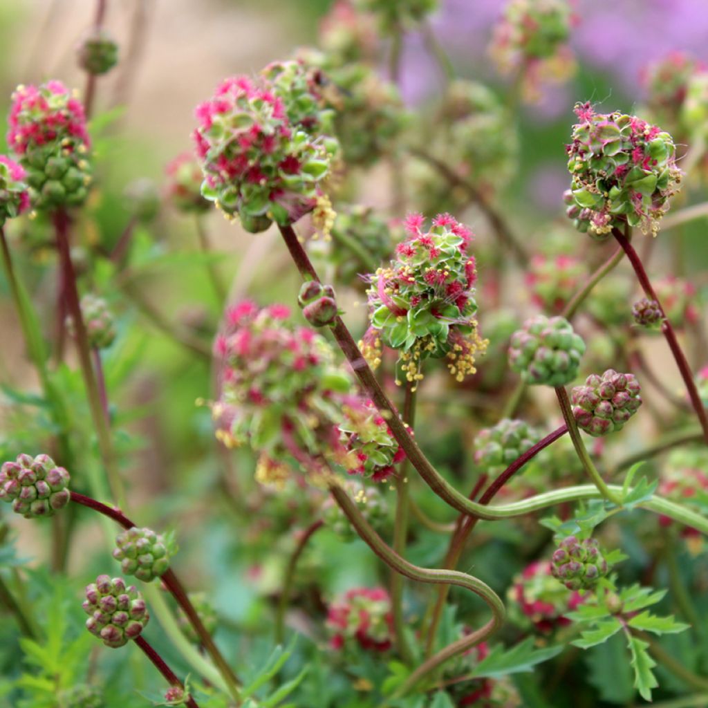 Sanguisorba minor