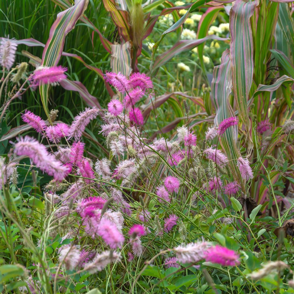 Sanguisorba obtusa