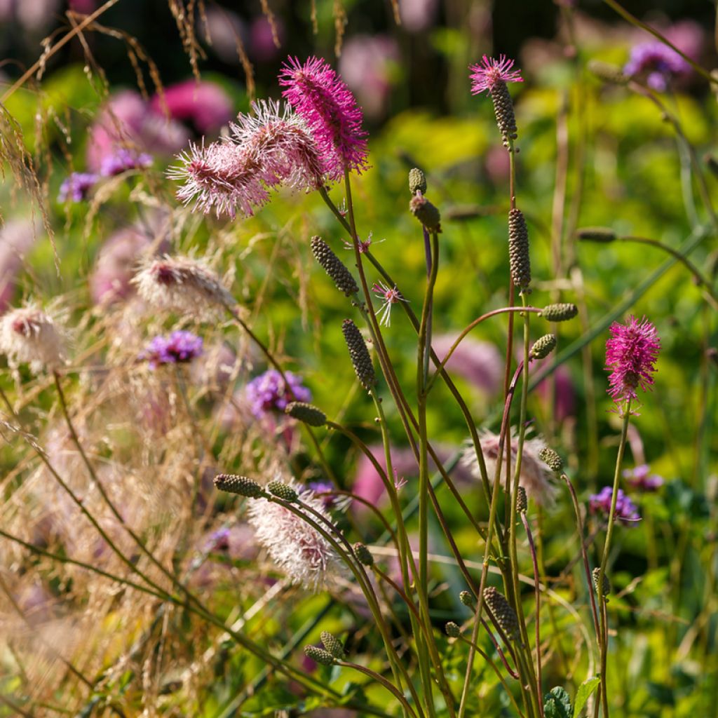 Sanguisorba obtusa