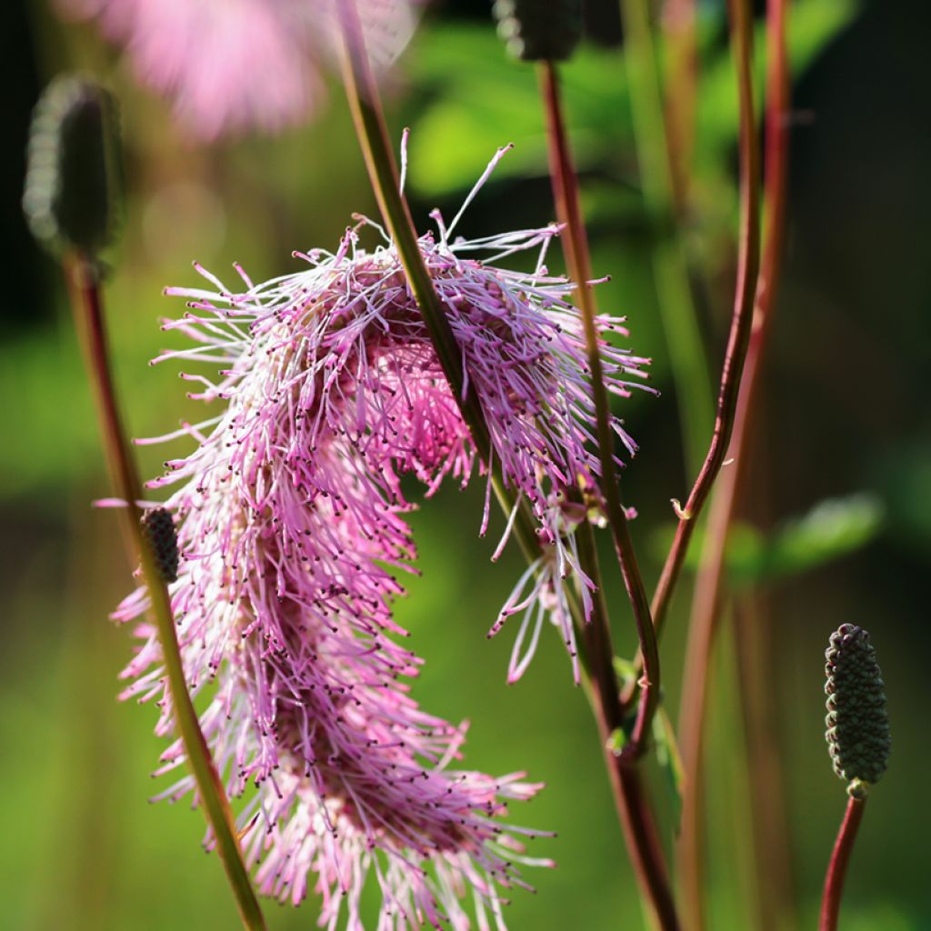 Sanguisorba obtusa