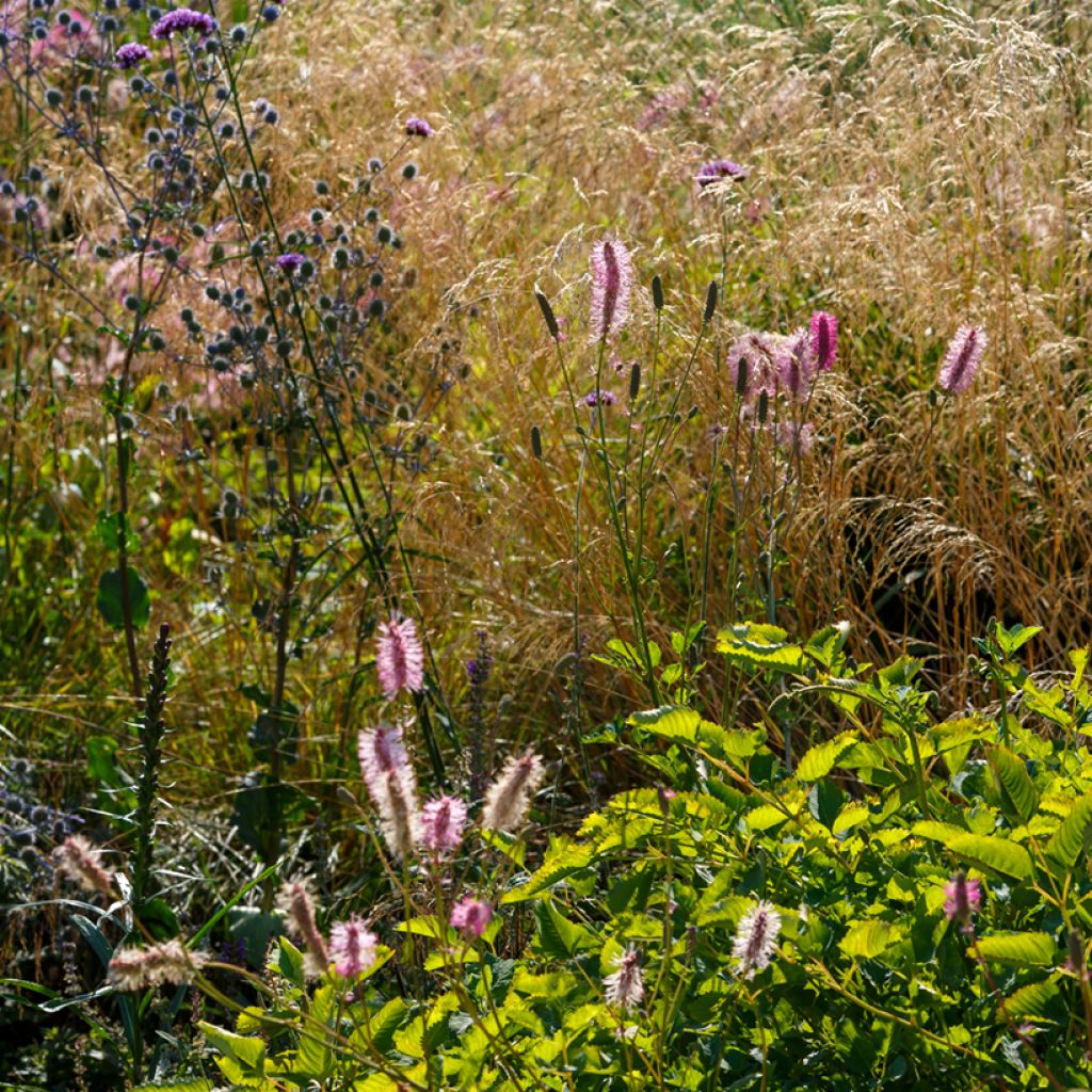 Sanguisorba obtusa