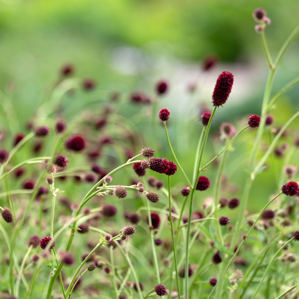 Sanguisorba officinalis Tanna