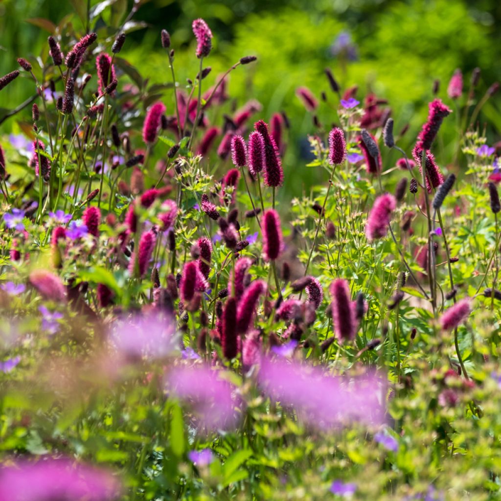 Sanguisorba officinalis Tanna