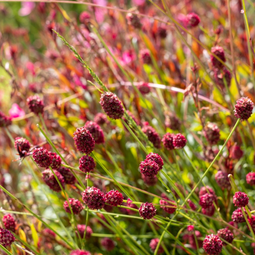 Sanguisorba officinalis Tanna