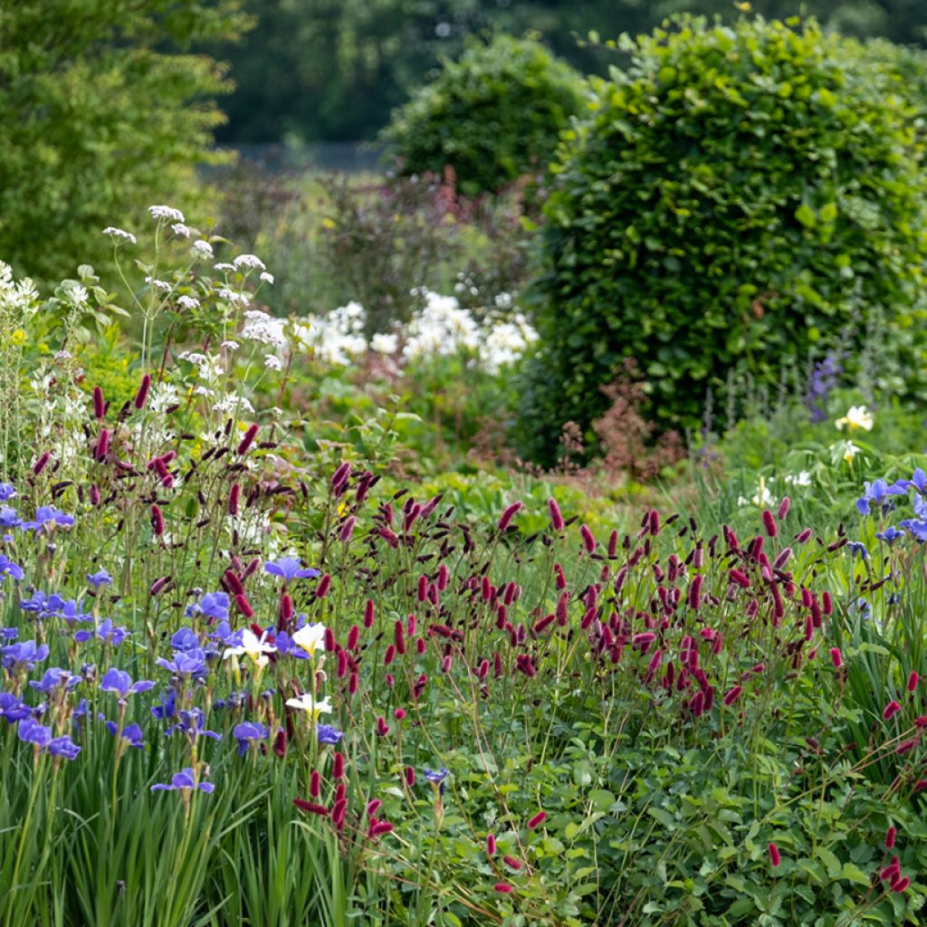 Sanguisorba officinalis Tanna