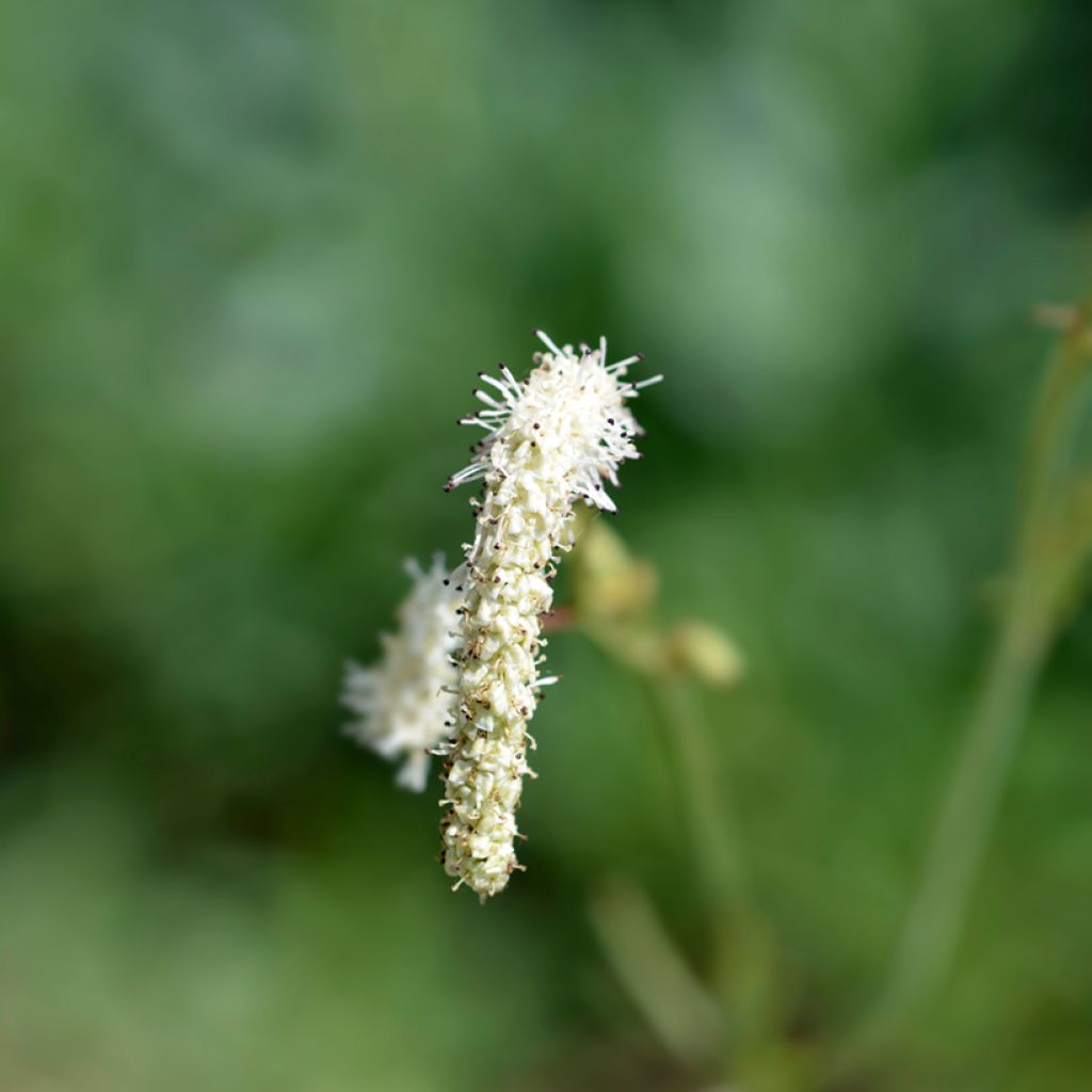 Sanguisorba tenuifolia Alba