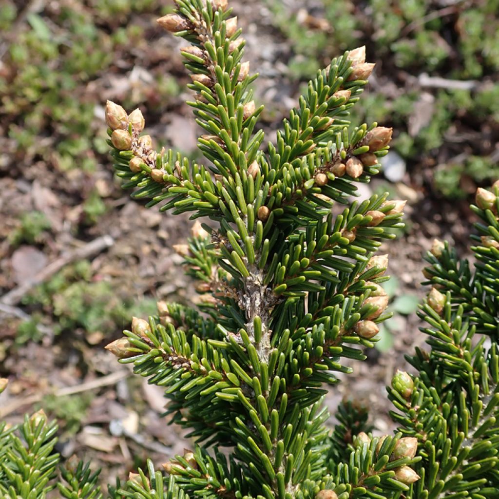 Picea orientalis Jewel - Caucasian Spruce