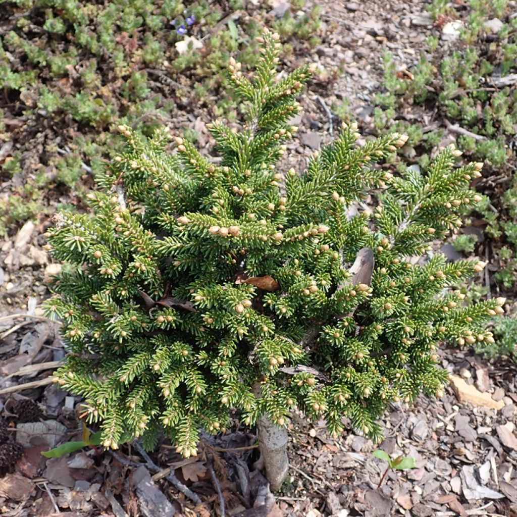 Picea orientalis Jewel - Caucasian Spruce