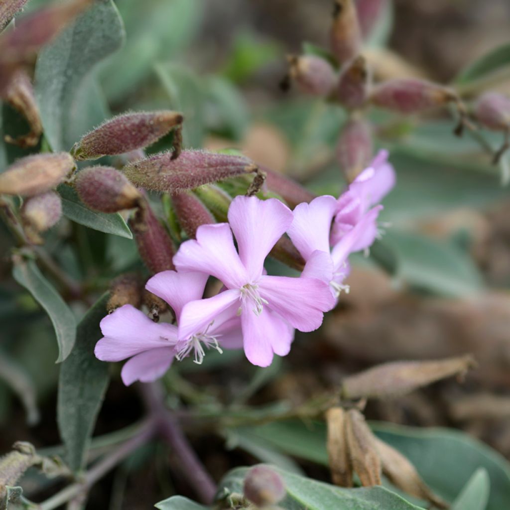 Saponaria lempergii MaFrei