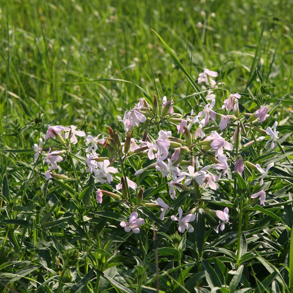 Saponaria officinalis