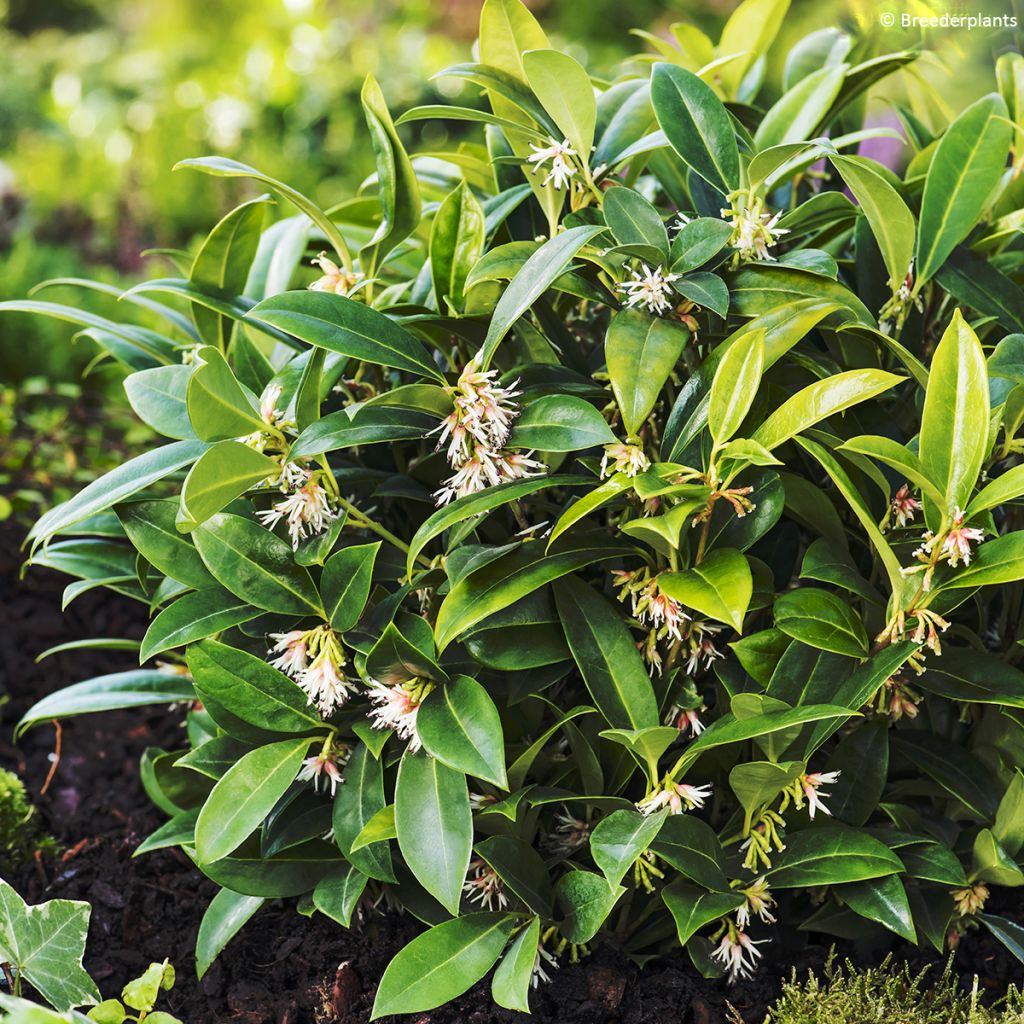 Sarcococca hookeriana var. humilis Fragrant Mountain - Himalayan sweet box