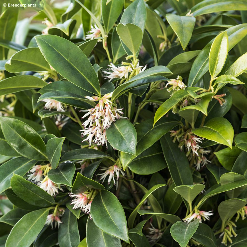 Sarcococca hookeriana var. humilis Fragrant Mountain - Himalayan sweet box