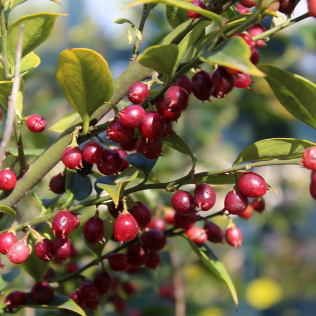 Sarcococca ruscifolia