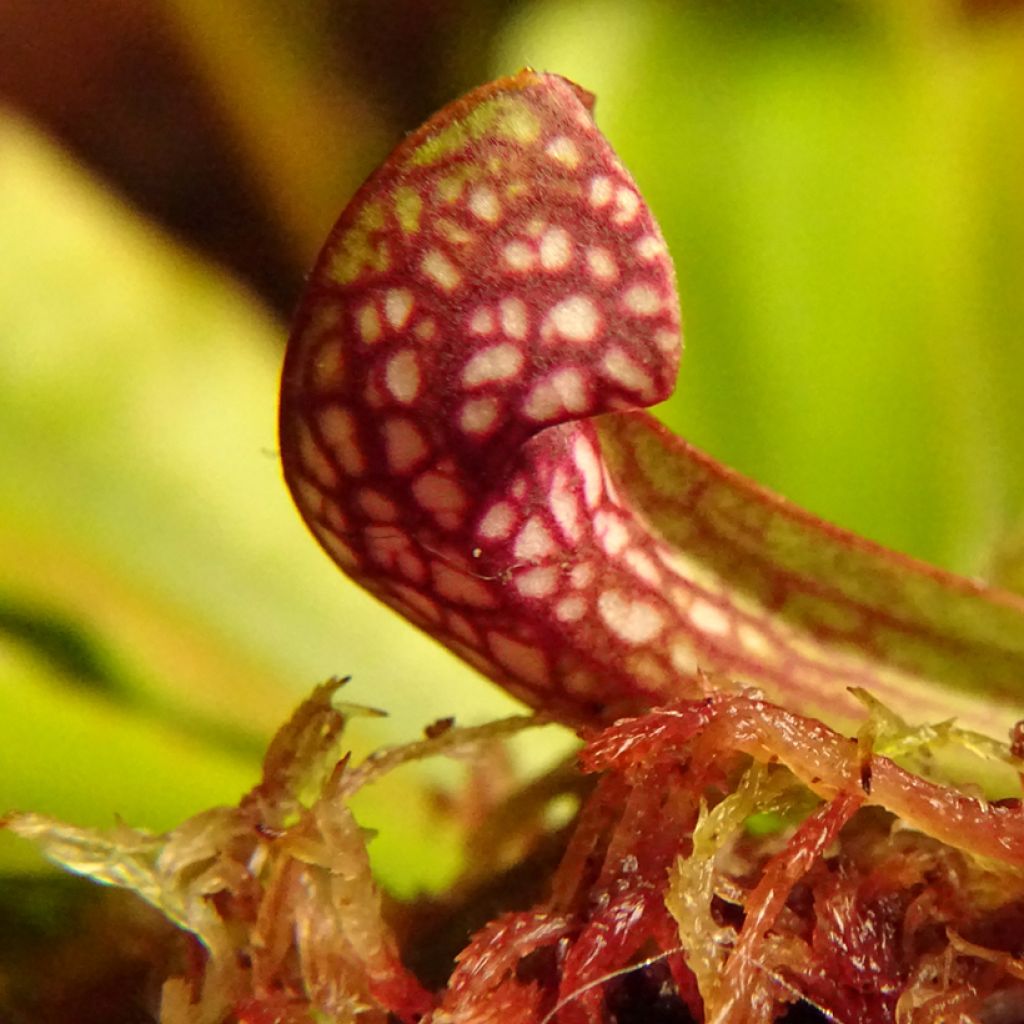 Sarracenia Scarlet Belle - Sarracénie, plante carnivore