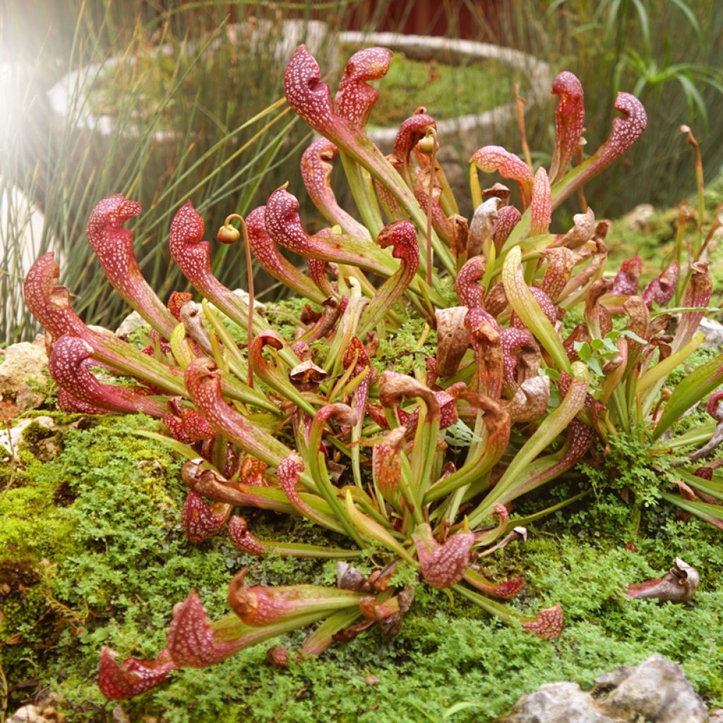 Sarracenia Scarlet Belle - Sarracénie, plante carnivore