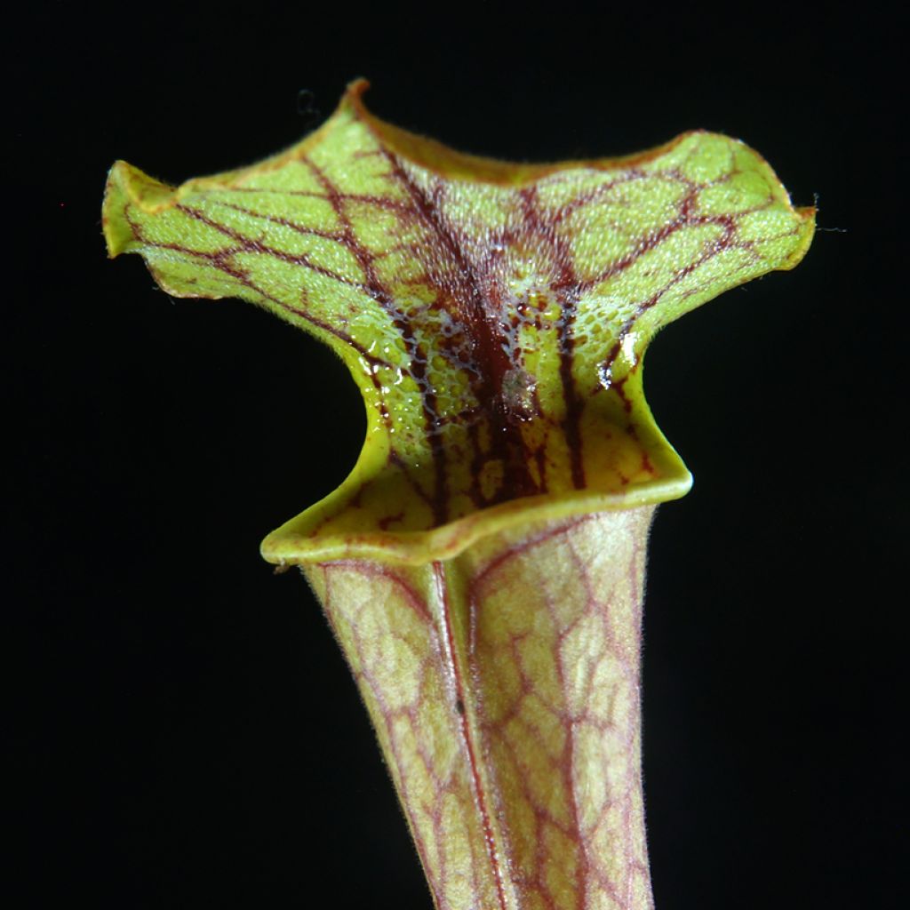 Sarracenia Tygo - Sarracénie, plante carnivore