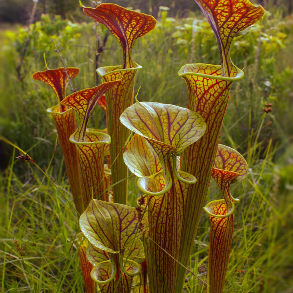 Sarracenia flava var. ornata Super Ornata - Yellow Pitcher Plant