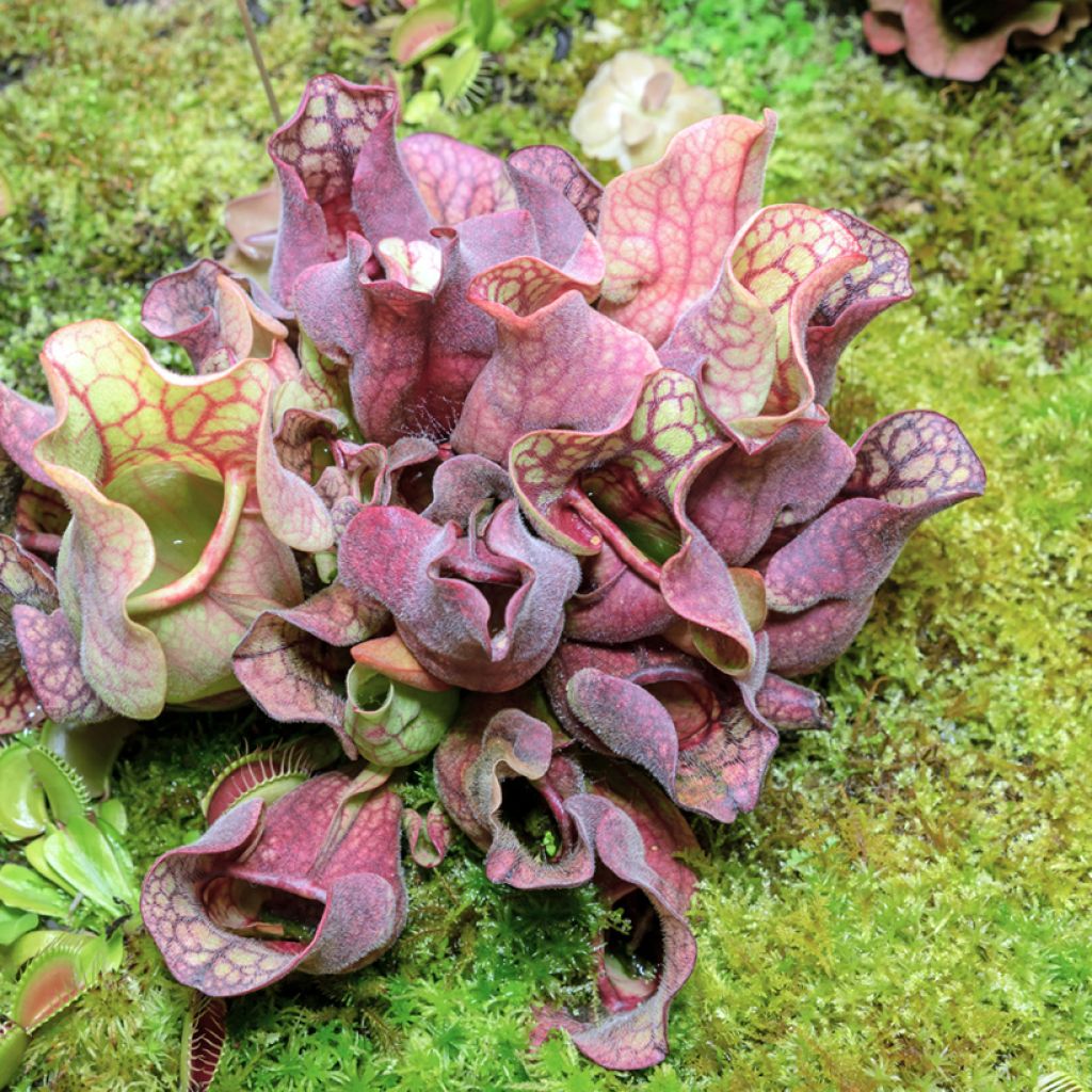 Sarracenia purpurea venosa - Sarracénie pourpre, plante carnivore