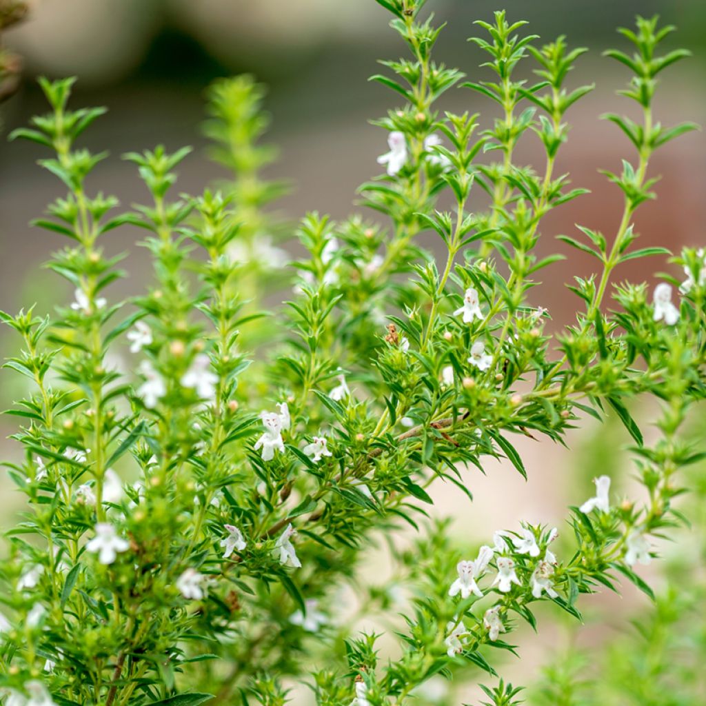 Satureja hortensis - Annual Savory