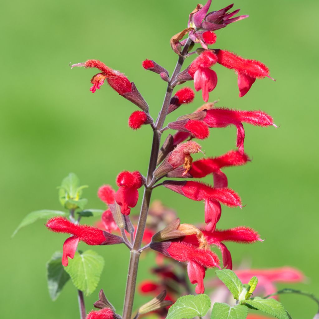 Salvia elegans Pineapple