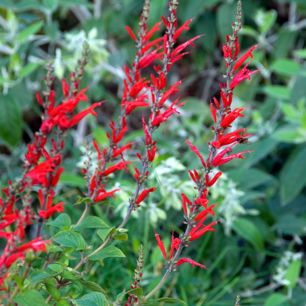 Salvia elegans Pineapple