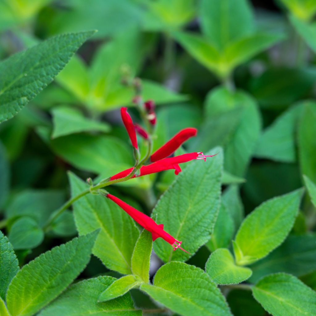 Salvia elegans Pineapple