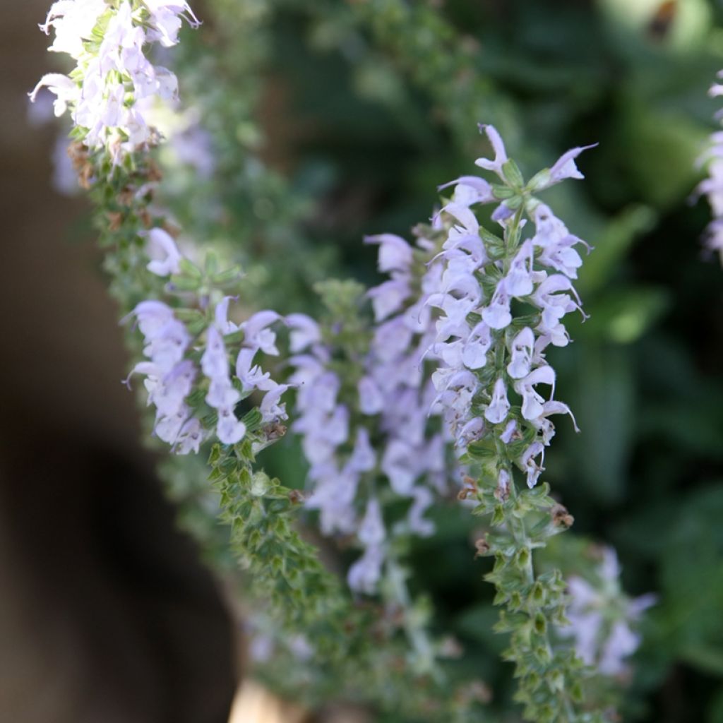 Salvia nemorosa Colourspires Crystal Blue - Woodland Sage