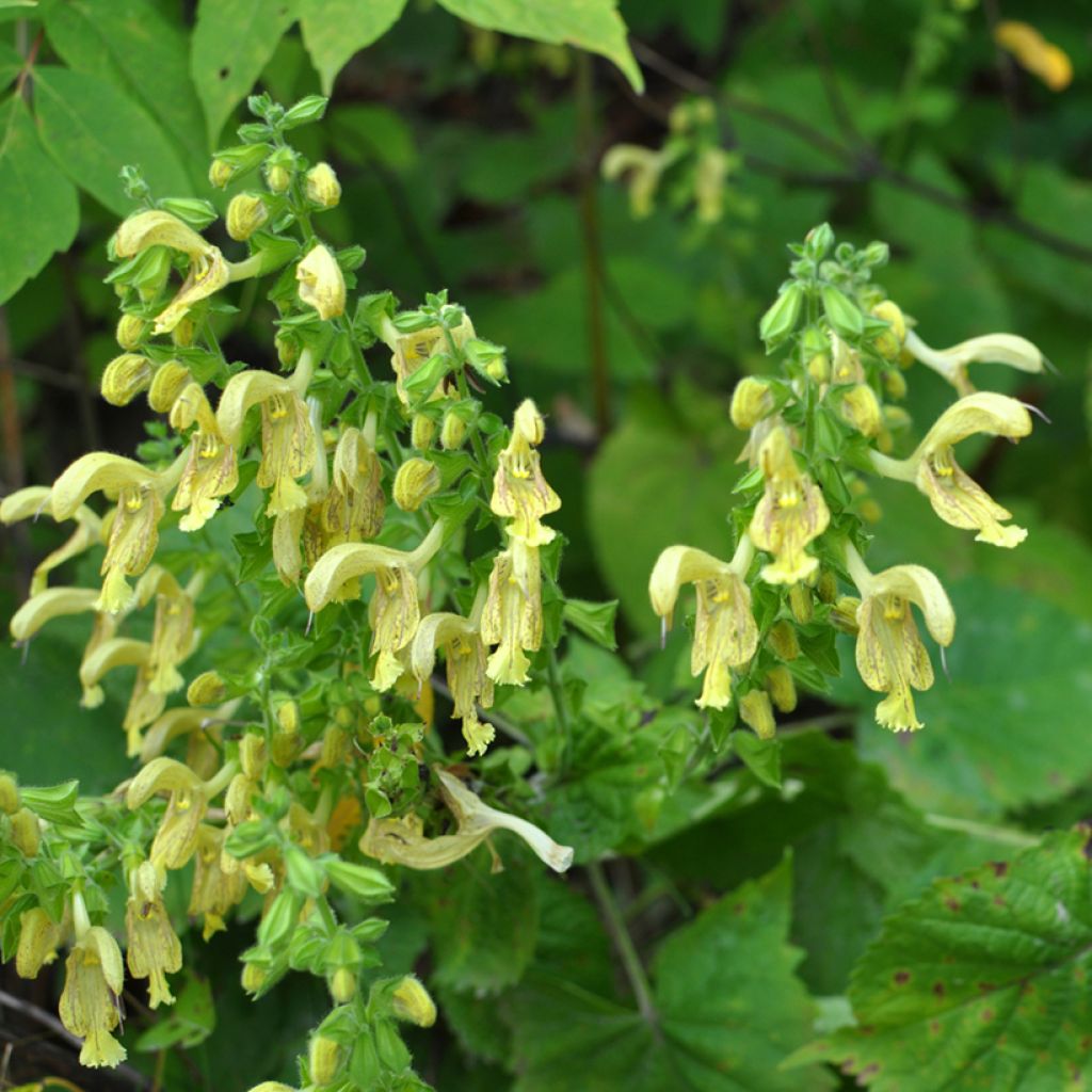 Salvia glutinosa