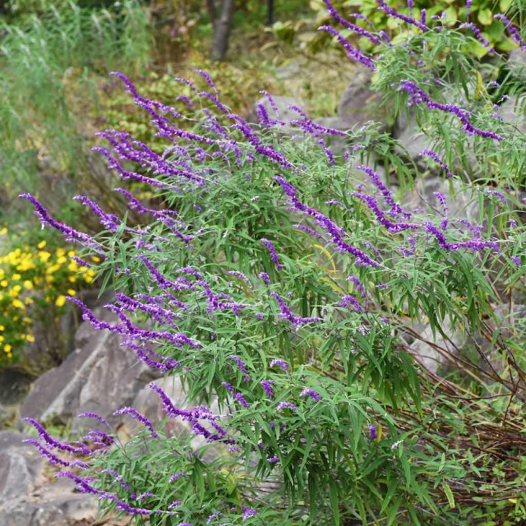 Salvia leucantha