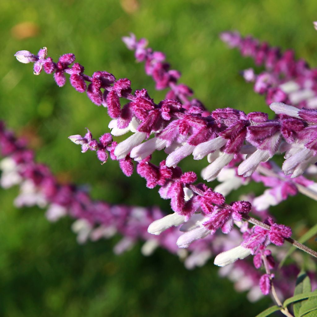 Salvia leucantha