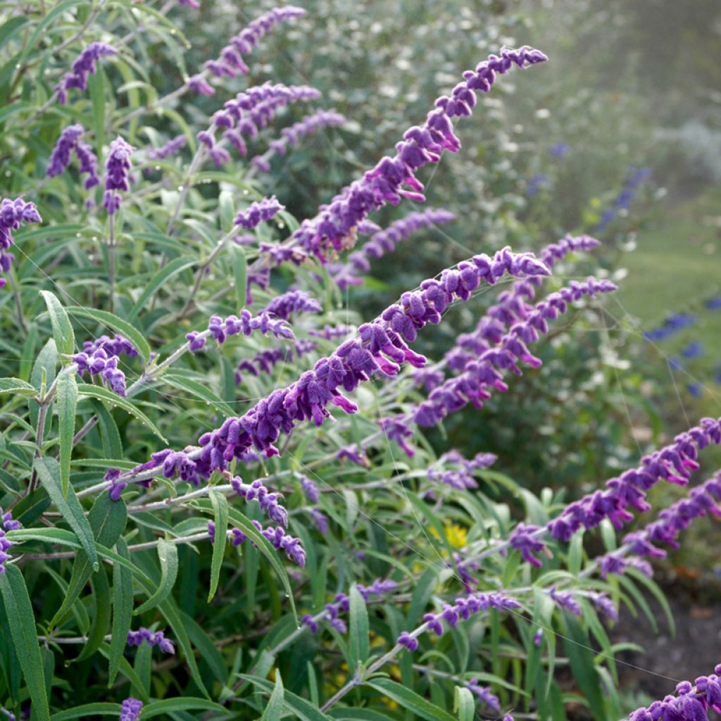 Salvia leucantha